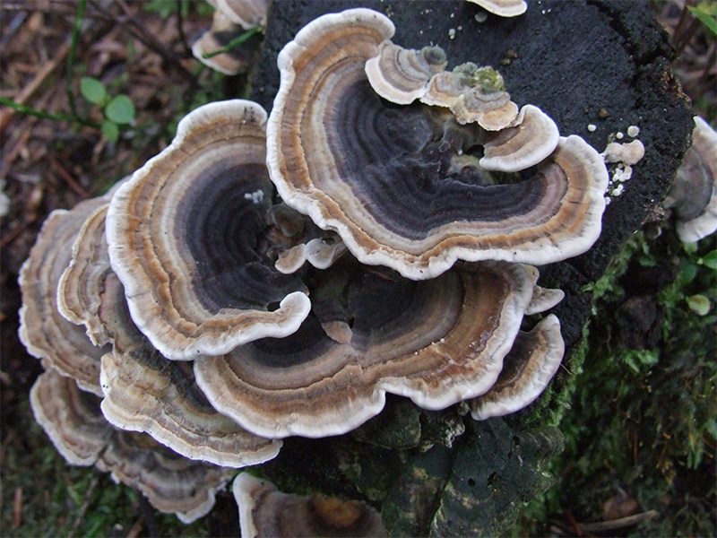 Coriolus Versicolor Mushroom